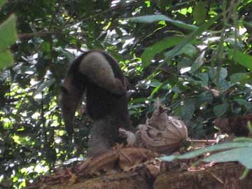 ant eater