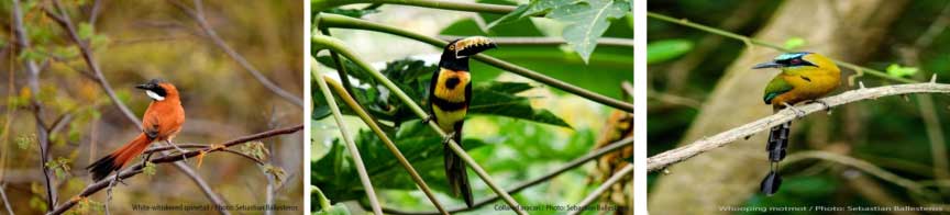 Sanibel Island or possible Bahamas 