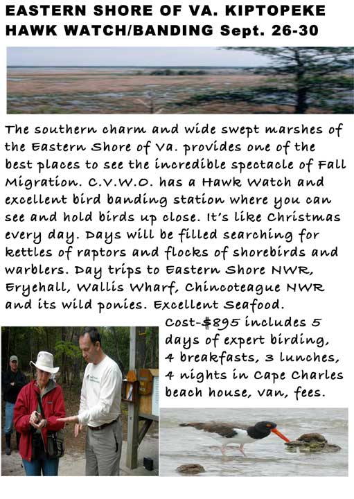 Birding Adventure in Virginia.